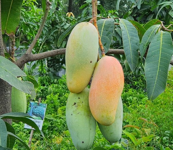 ব্যানানা ম্যাংগো আম
