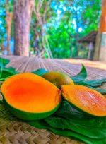 হিমসাগর আম ৪
