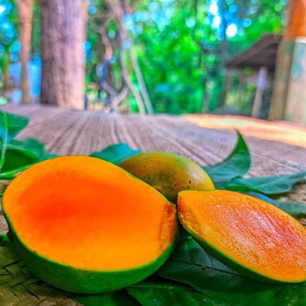 হিমসাগর আম