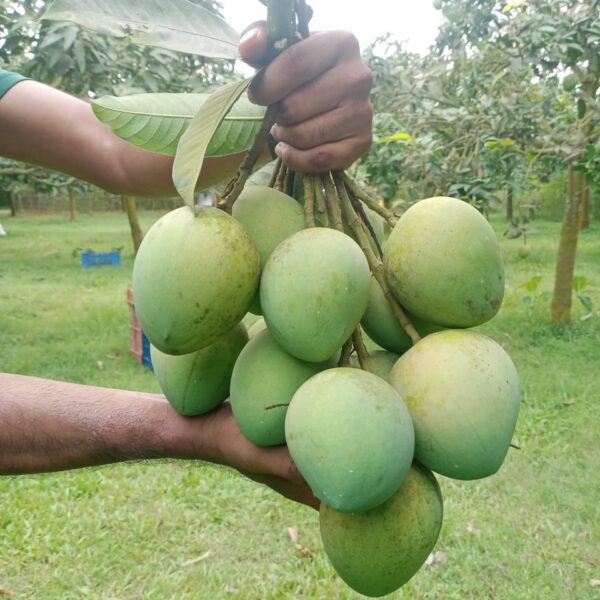 হাড়িভাঙ্গা আম