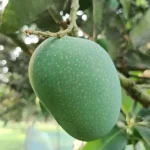 হিমসাগর আম ৫